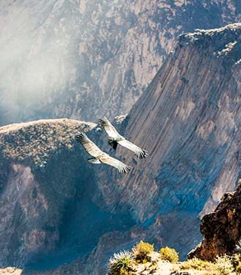 Group of condors by the Colca Canyon